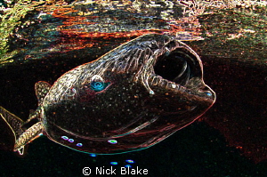A somewhat different take on a close up shot of a Whalesh... by Nick Blake 